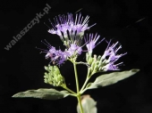 Caryopteris x clandonensis 'Blaue Donau' 